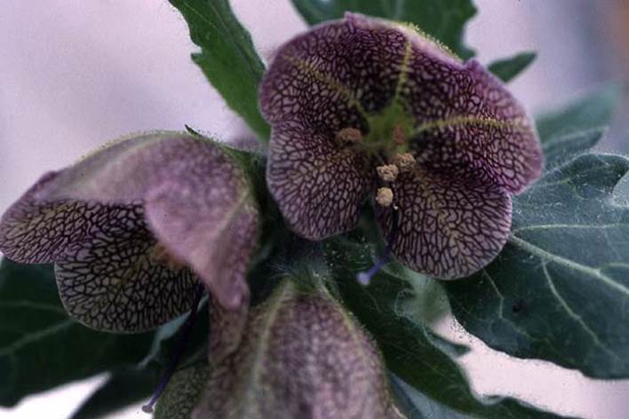 Hyoscyamus-reticulatus3