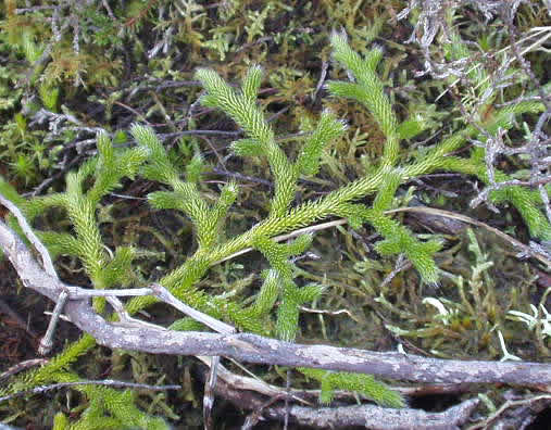 lycopodium-clavatum-1